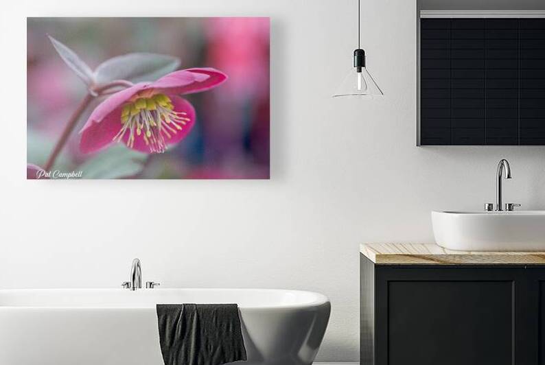 Lenten Rose by Pat Campbell