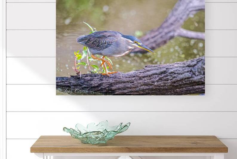 Green Heron by JohnCreesePhotography