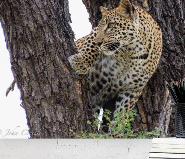 Leopard in Tree Fork by JohnCreesePhotography