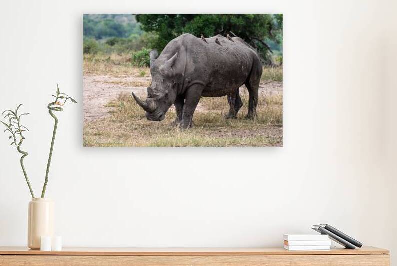 Rhino by JohnCreesePhotography