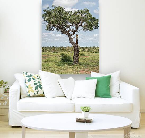 Giraffe by JohnCreesePhotography