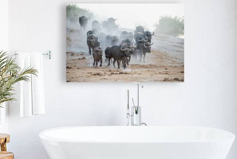 Buffalo by JohnCreesePhotography