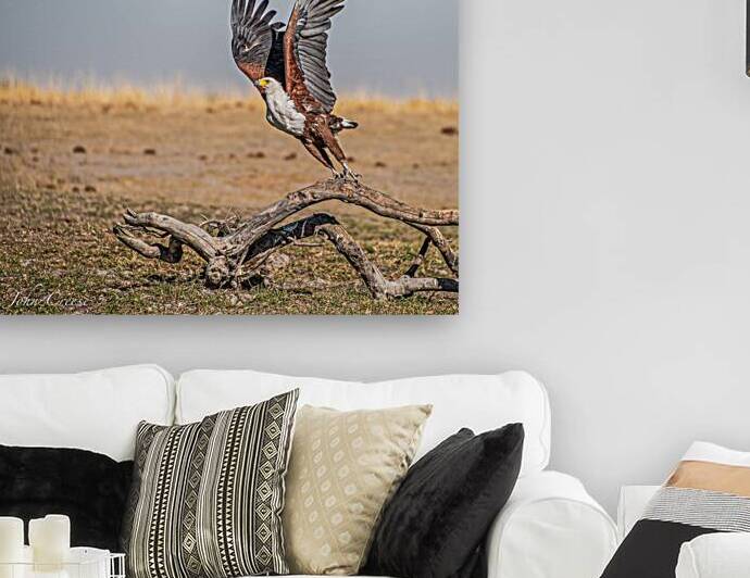 African Fish Eagle by JohnCreesePhotography