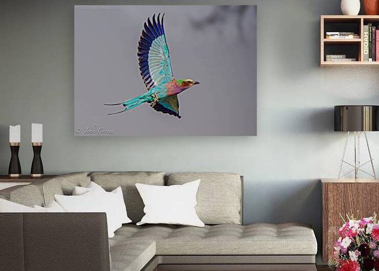 Lilac Breasted Roller by JohnCreesePhotography