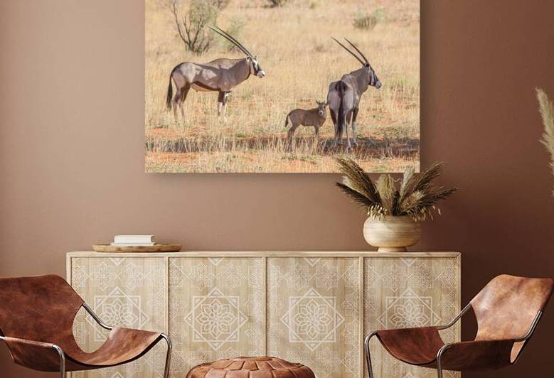 Gemsbok by JohnCreesePhotography