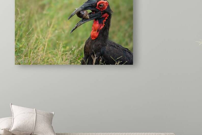 Southern Ground Hornbill by JohnCreesePhotography