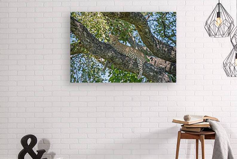 Leopard at Rest by JohnCreesePhotography