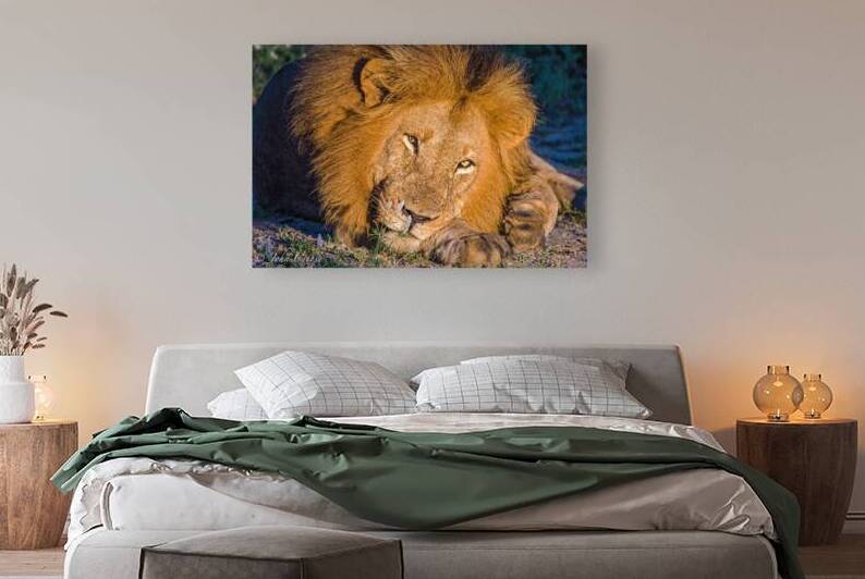 Lion KIng by JohnCreesePhotography