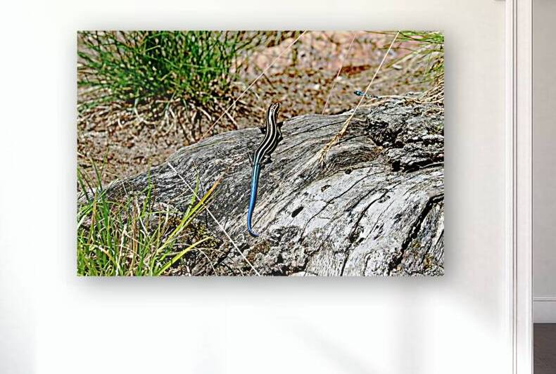 Lizard And Dragonfly by Deb Oppermann