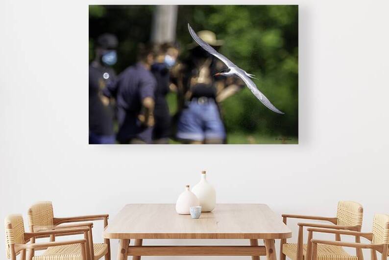 10344 Common Tern. Sterna hirundo by John Gilsenan 