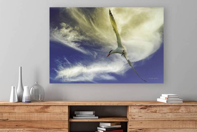 11018 Common Tern.  Sterna hirundo by John Gilsenan 