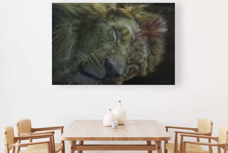 10604 African Lion 2 by John Gilsenan 