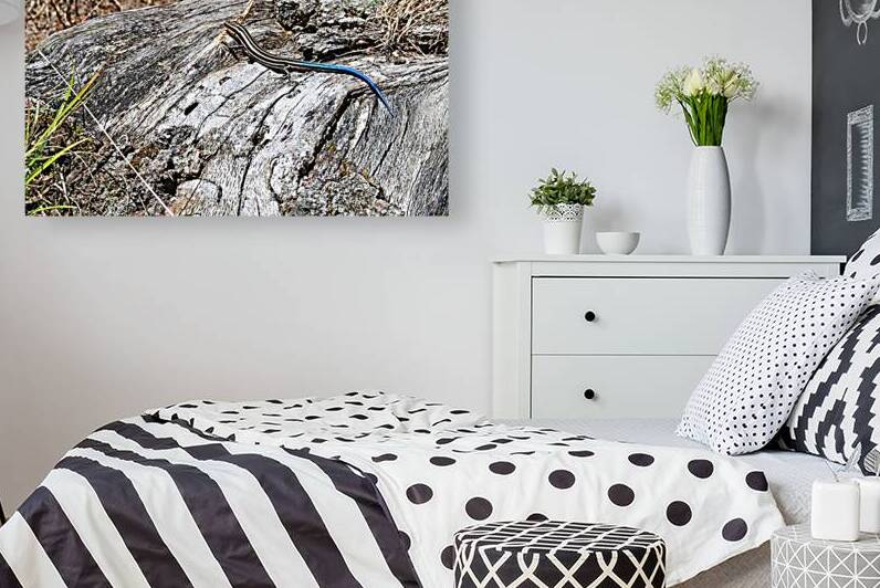 Five Lined Skink I by Deb Oppermann