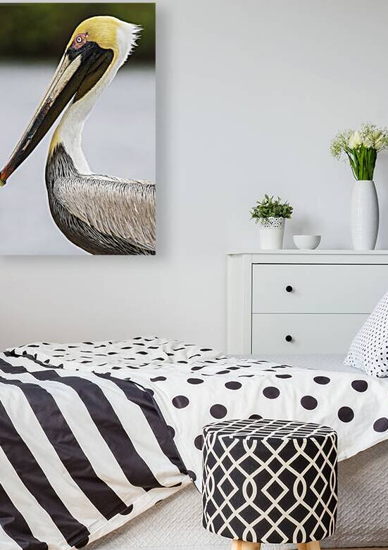 Pelican Profile by Andy Crawford