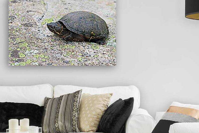 Eastern Musk Turtle by Deb Oppermann