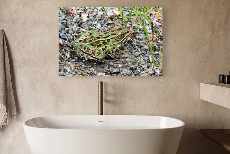 Leopard Frog by Deb Oppermann