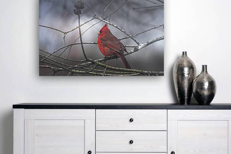 Louisiana Male Cardinal in Fog  by Norma Brandsberg Photography