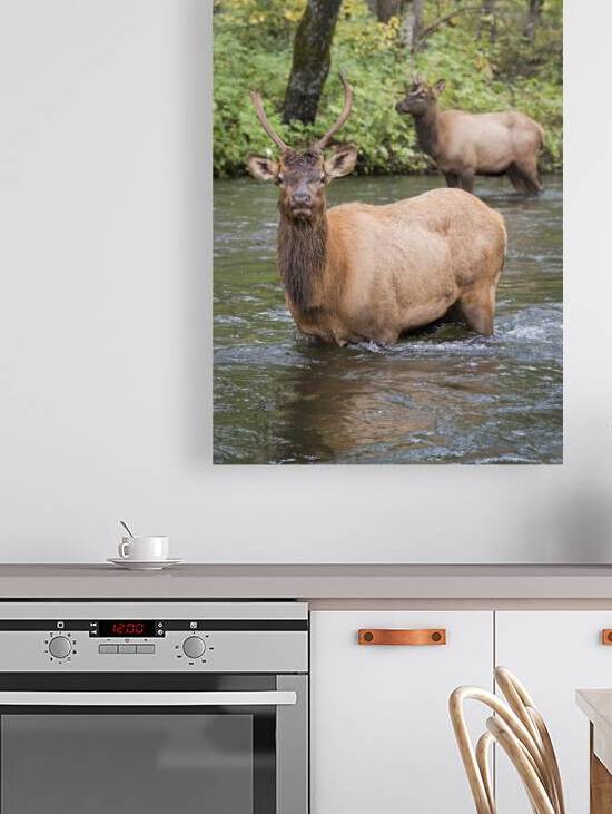 Elks wading the Oconaluftee River by Andy Crawford