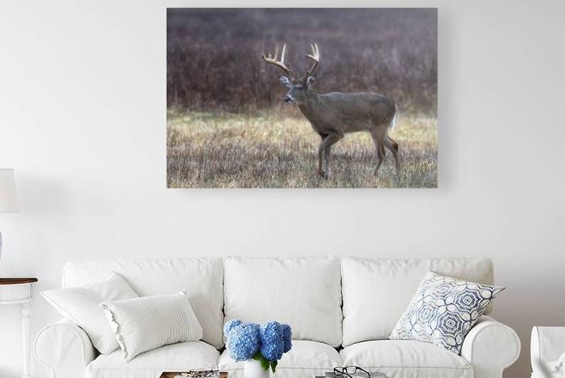 Cades Cove 9-point by Andy Crawford
