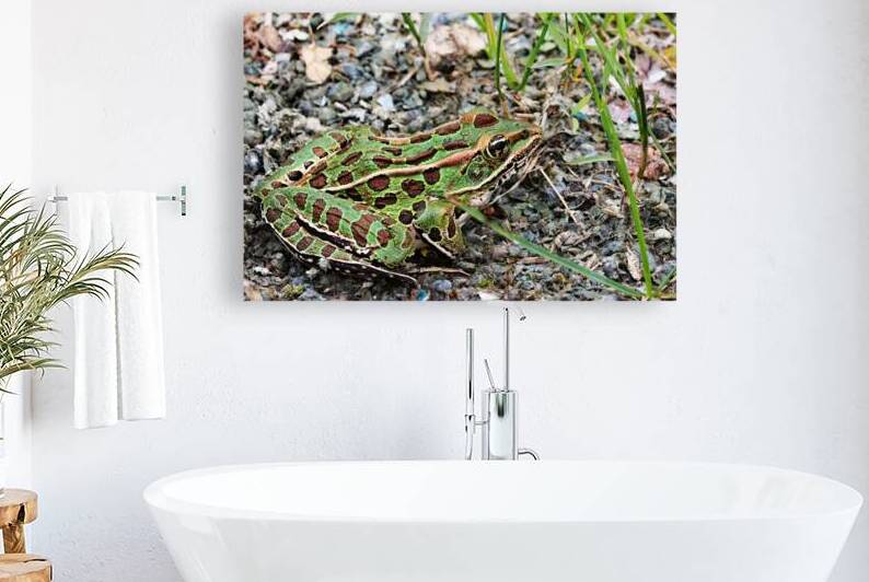 Northern Leopard Frog by Deb Oppermann