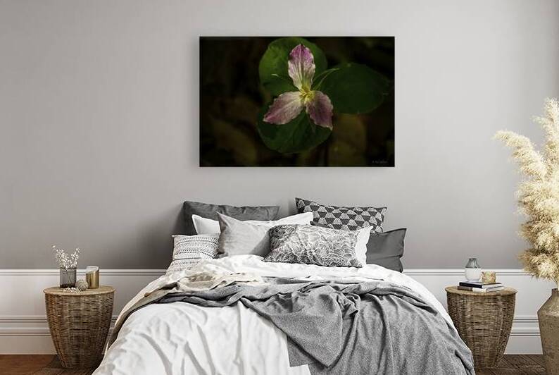 10056 Trillium 1 by John Gilsenan 