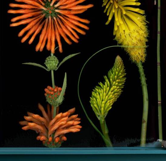  Yellow poker and Dragonfly  by Jane Baron