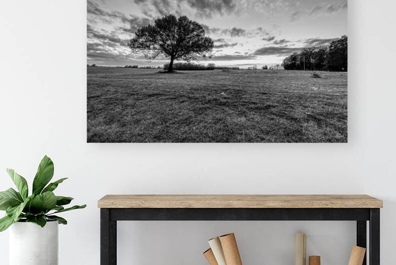 Farm Field Oak Tree Autumn Sunset Grayscale by Jennifer White