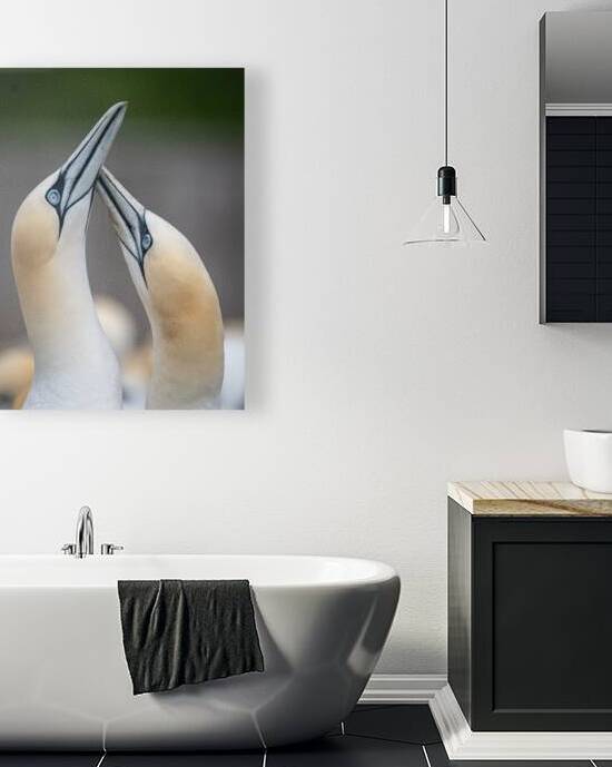 Gannet couple - Couple de Fou de Bassan by Lunkenbein Photography