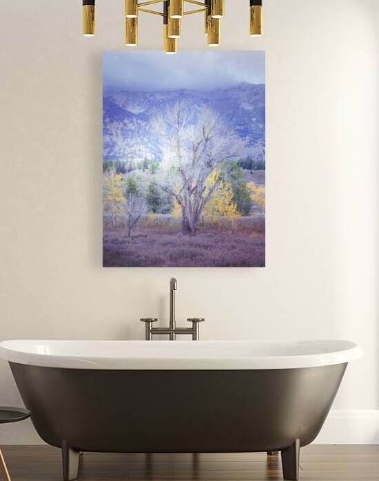 Teton Aspen Tree Silhouette by Norma Brandsberg Photography