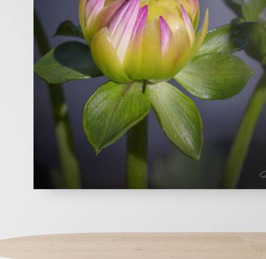 No 116 - Bourgeon de fleur dahlia  2 by Glenn Albert