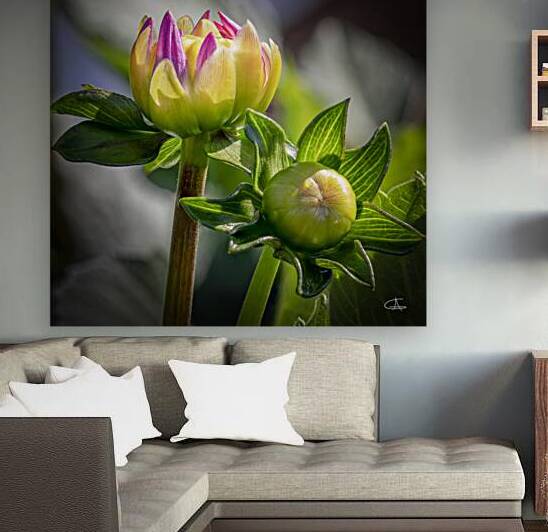 No 117 - Bourgeon de fleur dahlia  3 by Glenn Albert