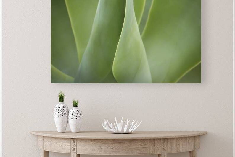 Agave Leaves Abstract X1 1 by Rich Franco