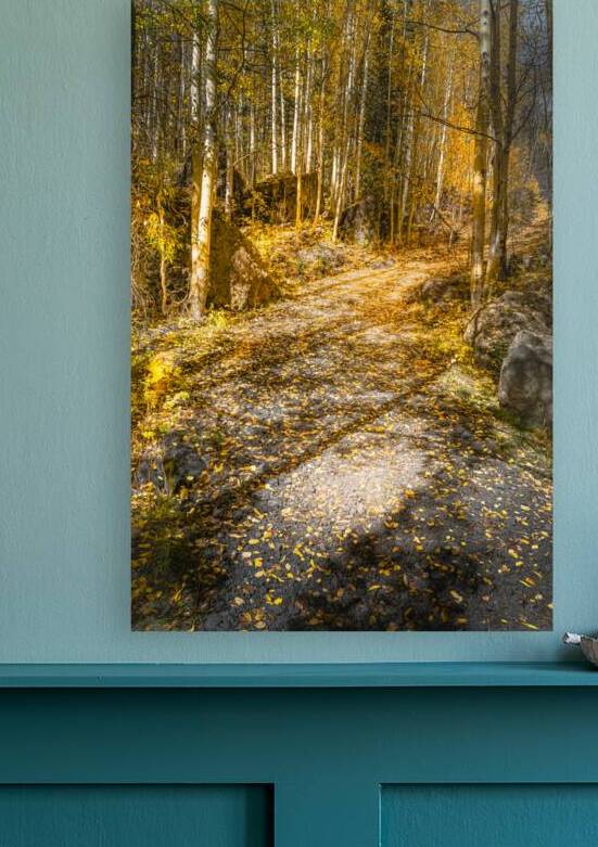 Colorado Walking Trail in Autumn Aspens by Norma Brandsberg Photography