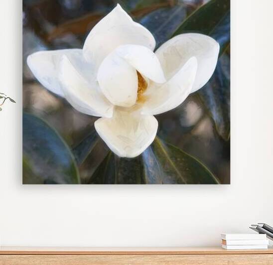 Southern Magnolia Blossom Magnolia Grandiflora X 1 by Rich Franco
