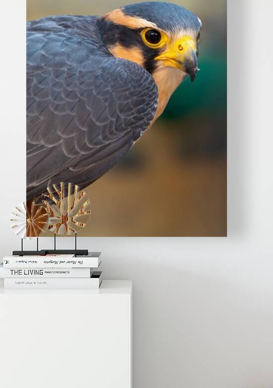 Aplomado Falcon by Adel B Korkor