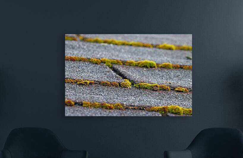 Where Moss Grows by Deb Oppermann