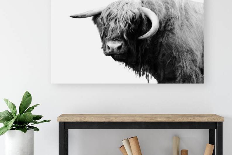 Highland Cow  by Wildhood