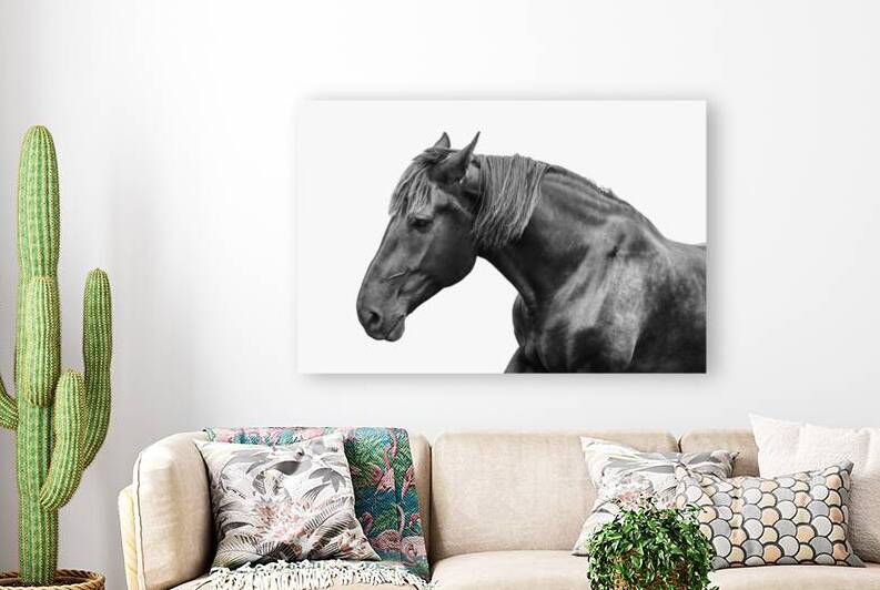  Black Horse by Wildhood