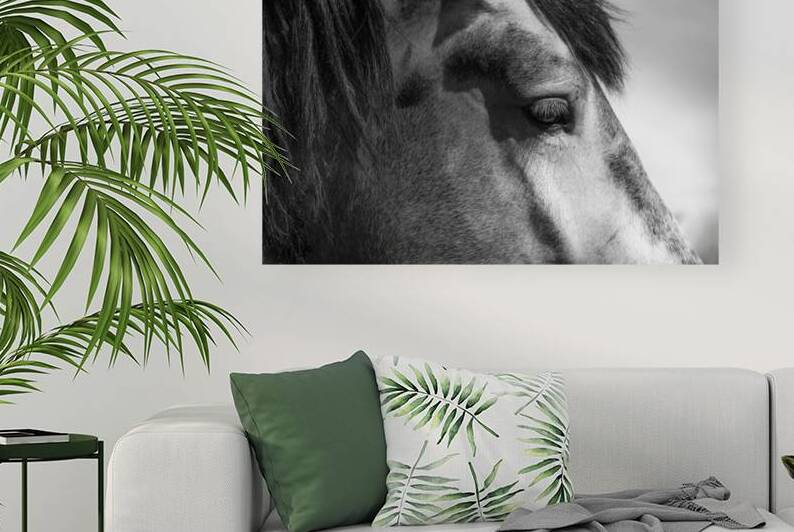 Grey Horse Eye  by Wildhood