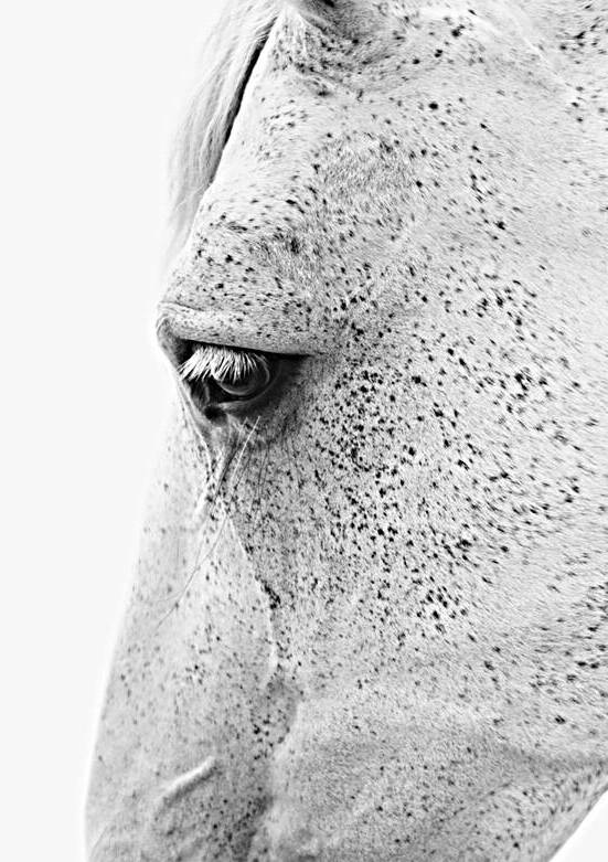 White Horse Eye by Wildhood