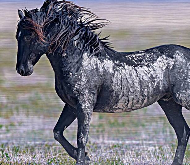 I am by Susan Lynn Cooke