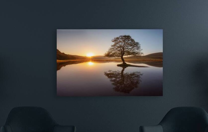 A solitary tree at dawn by Leighton Collins