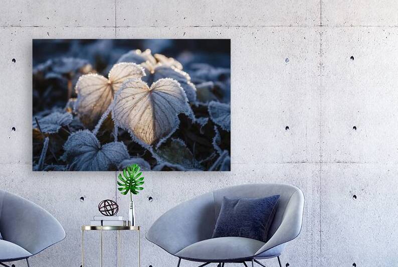 Closeup on frost covered leaves by Sergiu Gutium