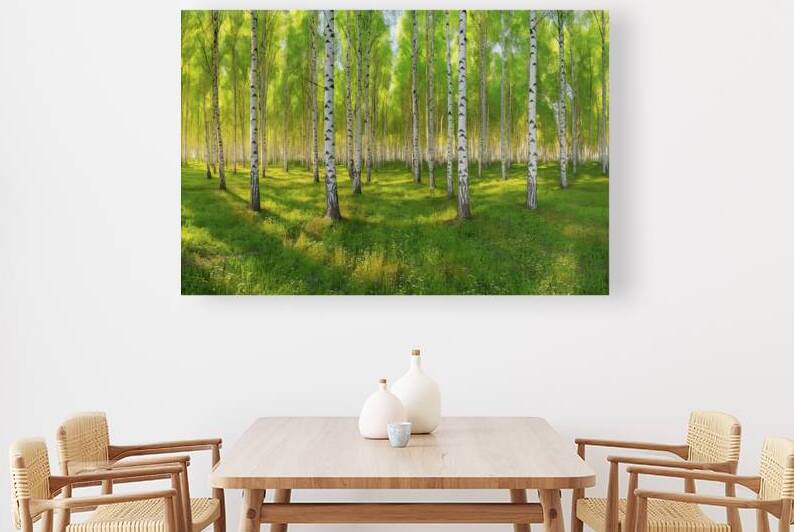 A breathtaking panoramic view of a dense birch fo by VeronicMorar
