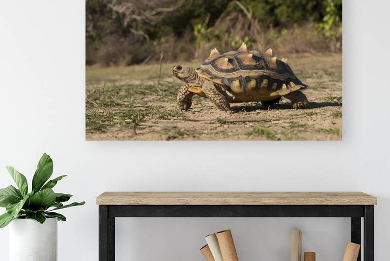 Radiated tortoise walking on ground Astrochelys r 1721193888.7078 by juverdeanu