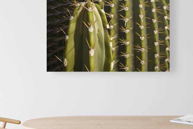 cactus green peel texture with needles background by juverdeanu
