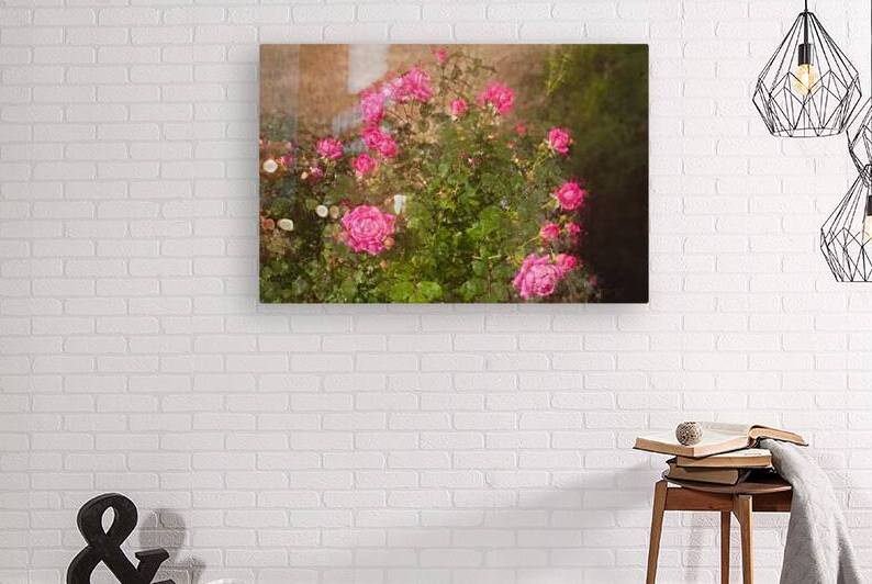 Wild Roses in Bloom by Shelia Hunt Photography