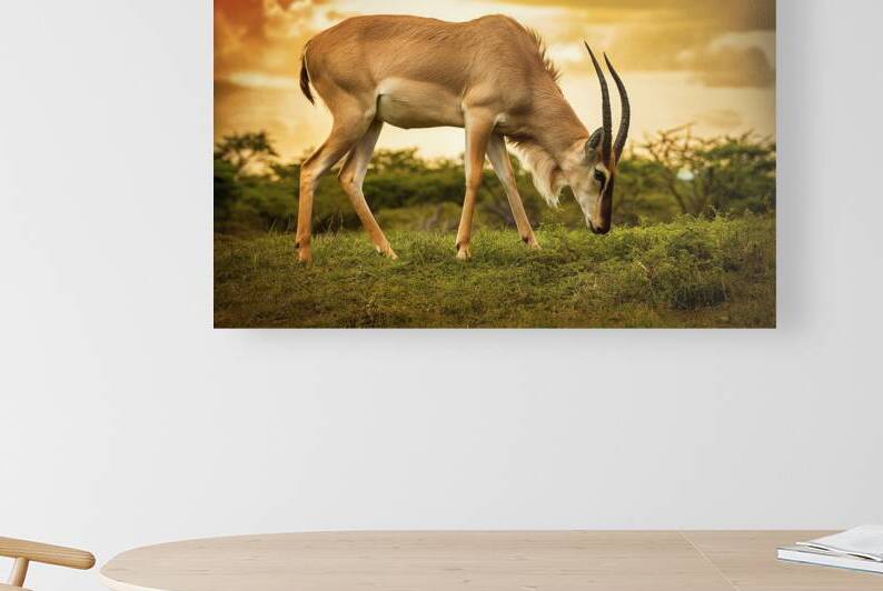 Safari by MihaiStanica