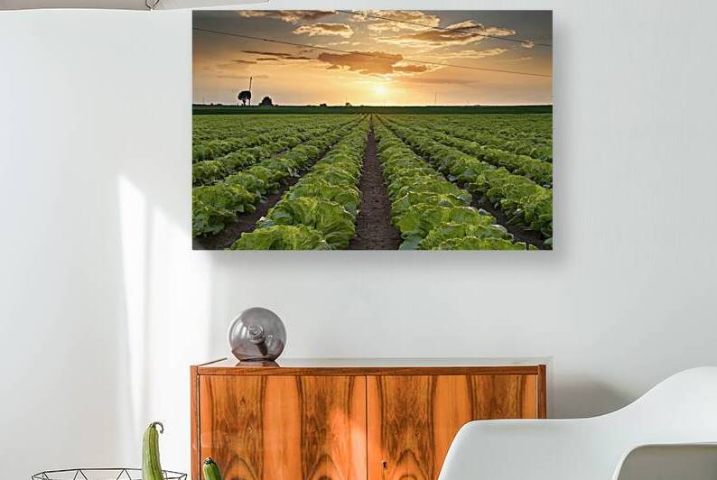 lettuce plant on field vegetable and agriculture by Lupu Andrei