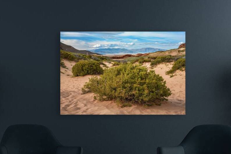 green bushes on the sand in a canyon in the deser by Ioan Cipariu